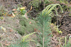 Abfallentsorgung / Recycling - Gartenabfall