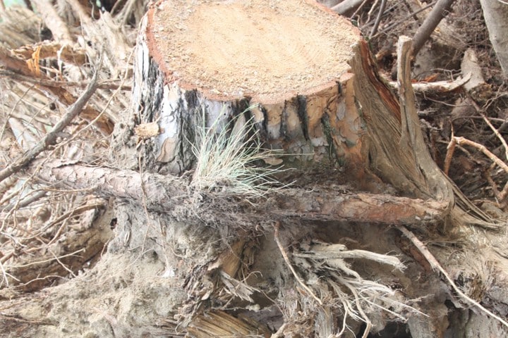 Abfallentsorgung / Recycling - Wurzelstubben